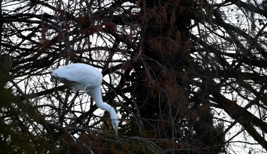Du Lac et Du Parc Grand Resort - Airone Bianco Maggiore - #18
